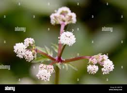Attēlu rezultāti vaicājumam “Sanicula europaea flower”
