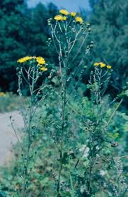 Attēlu rezultāti vaicājumam “Hieracium umbellatum bud”