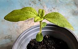 Attēlu rezultāti vaicājumam “Helianthus annuus fruit”