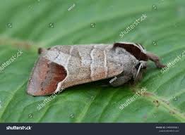 Attēlu rezultāti vaicājumam “Clostera curtula”