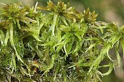 Attēlu rezultāti vaicājumam “Sphagnum cuspidatum”