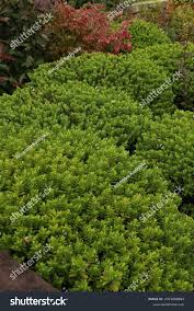 Attēlu rezultāti vaicājumam “Callitrichaceae”