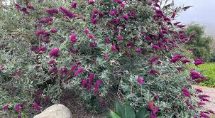 Image result for Buddleja davidii