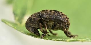 Attēlu rezultāti vaicājumam “Anthribus nebulosus”