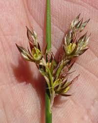 Attēlu rezultāti vaicājumam “Juncus balticus”