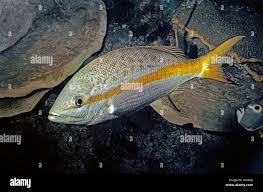 Image result for Ocyurus chrysurus