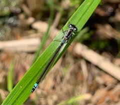 Attēlu rezultāti vaicājumam “Coenagrion armatum”