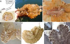 Attēlu rezultāti vaicājumam “Comatricha elegans var. microspora”