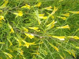 Attēlu rezultāti vaicājumam “Caragana arborescens leaf”