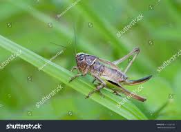 Attēlu rezultāti vaicājumam “Metrioptera brachyptera”