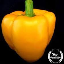 Afbeeldingsresultaat voor californian wonder golden sweet pepper