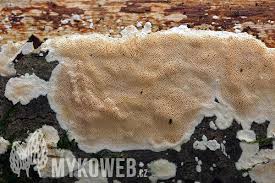 Attēlu rezultāti vaicājumam “Junghuhnia nitida”