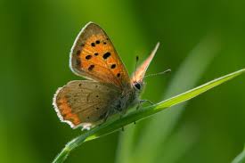 Attēlu rezultāti vaicājumam “Lycaena phlaeas female”