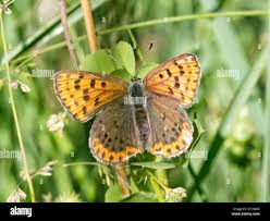 Attēlu rezultāti vaicājumam “Lycaena tityrus female”