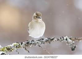 Attēlu rezultāti vaicājumam “Fringilla coelebs female”