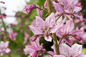 Image result for Diptam