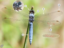 Attēlu rezultāti vaicājumam “Orthetrum brunneum”