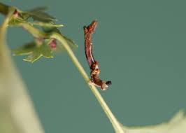 Attēlu rezultāti vaicājumam “Selenia dentaria larva”