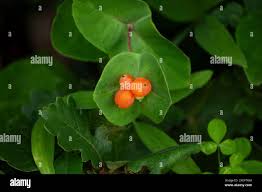 Attēlu rezultāti vaicājumam “Lonicera caprifolium fruit”