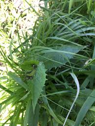 Attēlu rezultāti vaicājumam “Crepis paludosa leaf”