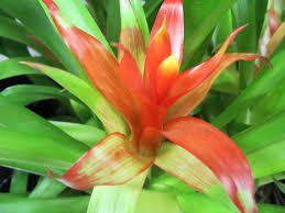 Картинки по запросу гусмания