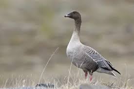 Attēlu rezultāti vaicājumam “Anser brachyrhynchus”