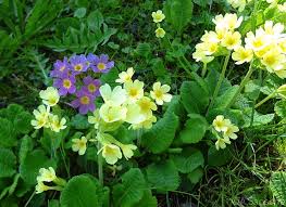 Image result for Himmelschlüssel