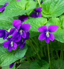 Attēlu rezultāti vaicājumam “Viola odorata leaf”