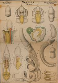 Attēlu rezultāti vaicājumam “Annelides”