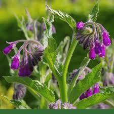 Image result for Symphytum officinale