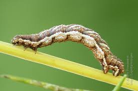 Attēlu rezultāti vaicājumam “Cosmorhoe ocellata”