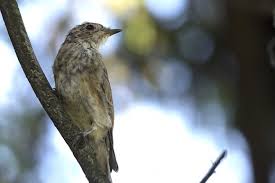 Attēlu rezultāti vaicājumam “Muscicapa striata adult”