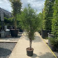 Attēlu rezultāti vaicājumam “Frangula alnus”