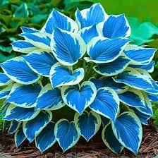 Attēlu rezultāti vaicājumam “Hosta sp. leaf”