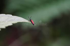 Attēlu rezultāti vaicājumam “Lygistopterus sanguineus larva”