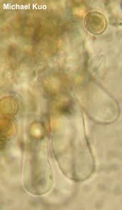 Attēlu rezultāti vaicājumam “Crepidotus applanatus”