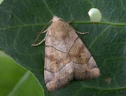 Attēlu rezultāti vaicājumam “Cosmia trapezina”