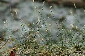 Attēlu rezultāti vaicājumam “Eleocharis acicularis”