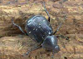 Attēlu rezultāti vaicājumam “Gnorimus variabilis”