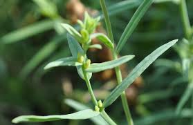 Attēlu rezultāti vaicājumam “Linaria loeselii leaf”
