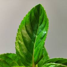 Attēlu rezultāti vaicājumam “Mentha x piperita leaf”