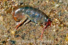 Attēlu rezultāti vaicājumam “Amphipoda”