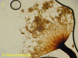 Attēlu rezultāti vaicājumam “Cribraria rufa”