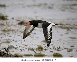 Attēlu rezultāti vaicājumam “Haematopus ostralegus”