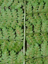 Attēlu rezultāti vaicājumam “Dryopteris carthusiana”
