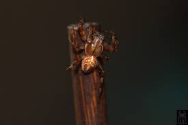 Attēlu rezultāti vaicājumam “Araneus quadratus male”