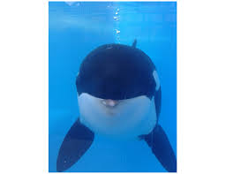 Image result for Orcinus orca