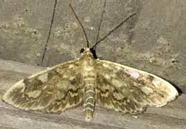 Attēlu rezultāti vaicājumam “Anania coronata”