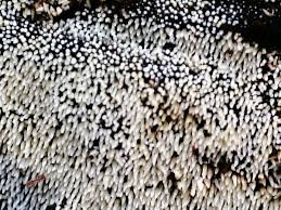 Attēlu rezultāti vaicājumam “Mucronella calva”