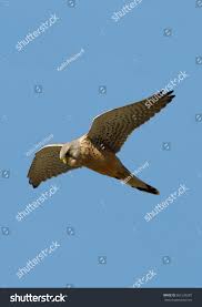 Attēlu rezultāti vaicājumam “Falco tinnunculus adult”